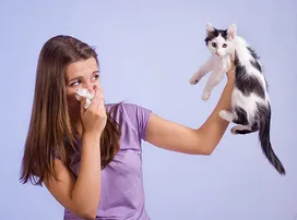Cat allergy