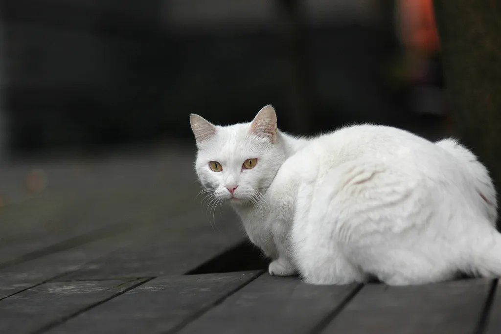 White cats