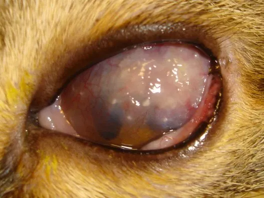 keratitis in cats