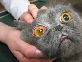 Eye Diseases in Cats