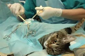 The hour has come, when can a cat be spayed?