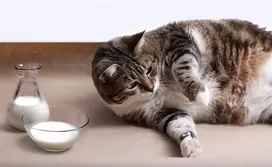 What to feed a pregnant cat