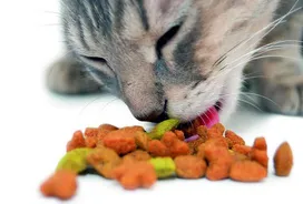 What to feed a cat? Helpful hints