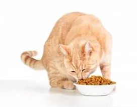 What should not be fed to cats and kittens?