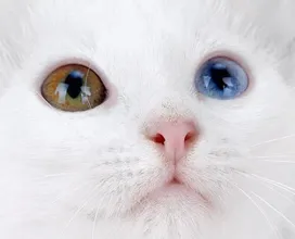 Чем промыть глаза кошке?