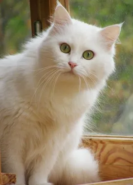 Deaf cat - causes and peculiarities of care