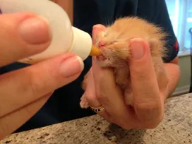 Artificial feeding of kittens