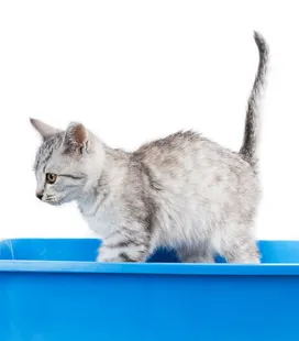 How often should I clean the cat litter box?