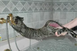 How often can cats be bathed?