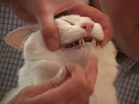 How to Give a Pill to a Cat
