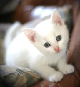 What to call a white kitten