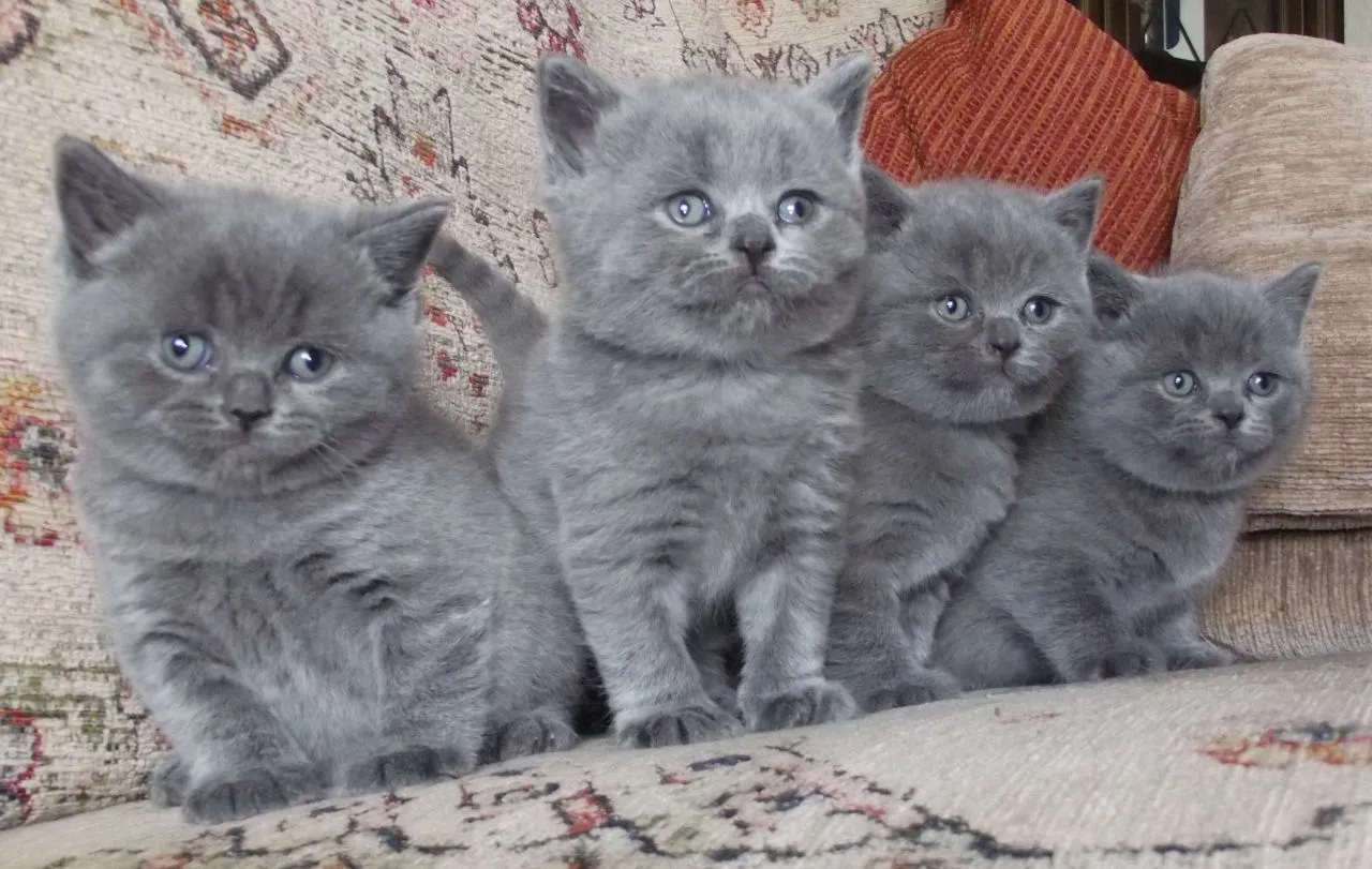 blue kittens