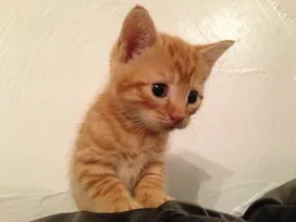 What to call a ginger kitten