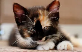 What to call a tricolor kitten