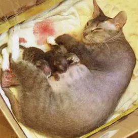 How can I tell if a cat is giving birth?