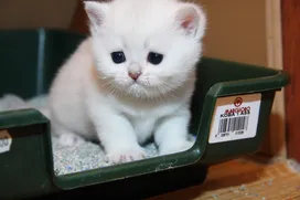 How to train a kitten to the litter box - recommendations