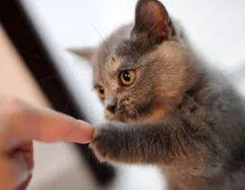 How to train a kitten to the hands?