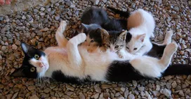 How to recognize and treat eclampsia in cats after delivery?