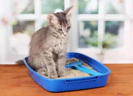How to recognize constipation in a cat and provide first aid