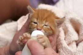 How to take care of newborn kittens?