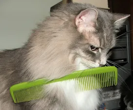 How do you comb a cat out?