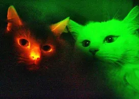 What colors do cats see?