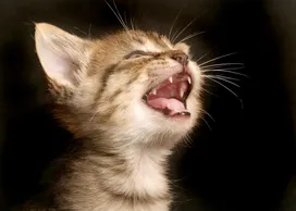 When do kittens change their teeth?