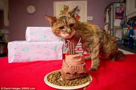 The world's oldest cat celebrated its 24th birthday