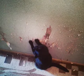 A cat rips up the wallpaper, what to do?