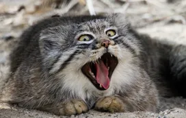 Pallas' cat to become the mascot of the SCO Student Spring