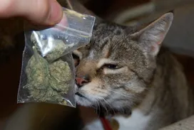 The cat brought in marijuana. The owners are shocked