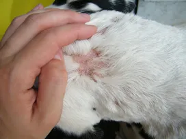 Skin diseases in cats - a brief overview