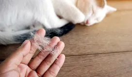Moulting in cats