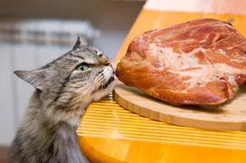 Can cats eat raw meat?