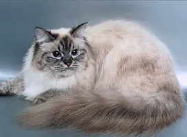 Nevskaya Masquerade Cat