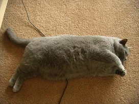 Obesity in cats, the causes of the problem and how to solve it