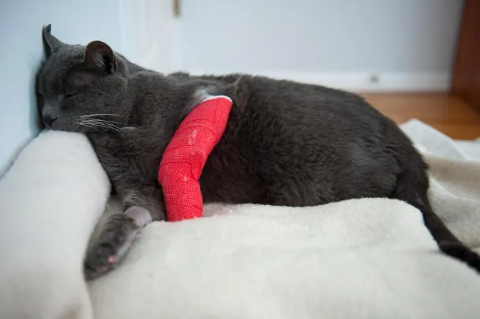 cat fracture