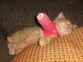 Fracture in a cat - symptoms and treatment
