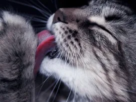 Why do cats often wash their faces?