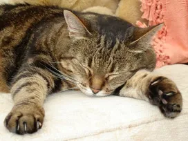 Why do cats sleep a lot?