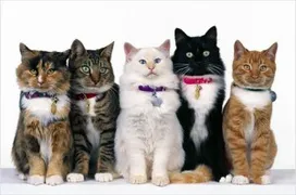 Какую породу кошки выбрать? Рекомендации