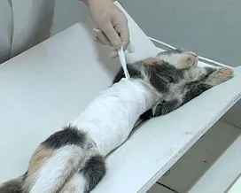 Поведение кошки после стерилизации