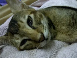 Причины панлейкопении у кошек, её симптомы и способы лечения