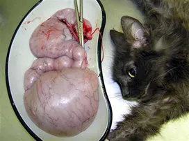 Causes, signs and treatment of pyometra in cats