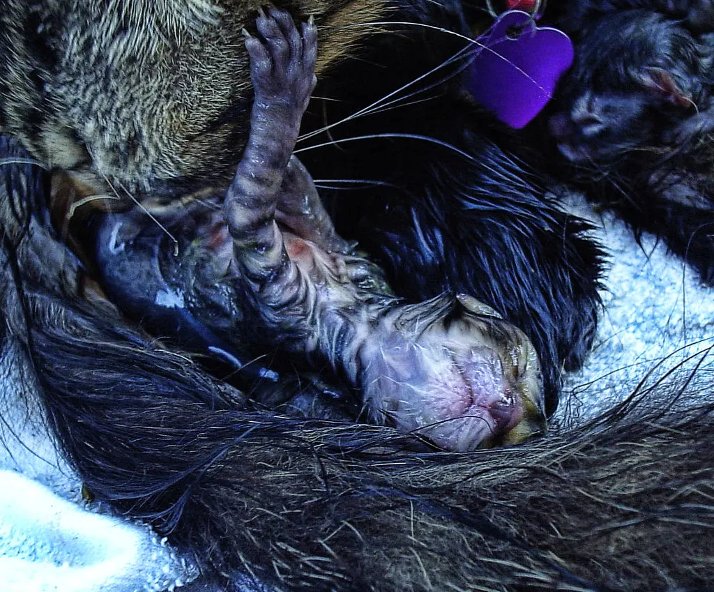 kitten birth