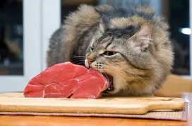 How much should a cat eat?