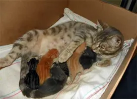 How many kittens does a cat give birth to the first time?