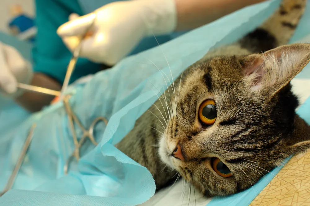 Cat spaying operation