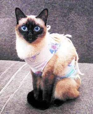 cat after spaying