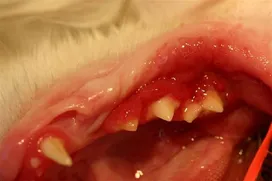 Stomatitis in cats, symptoms and treatment